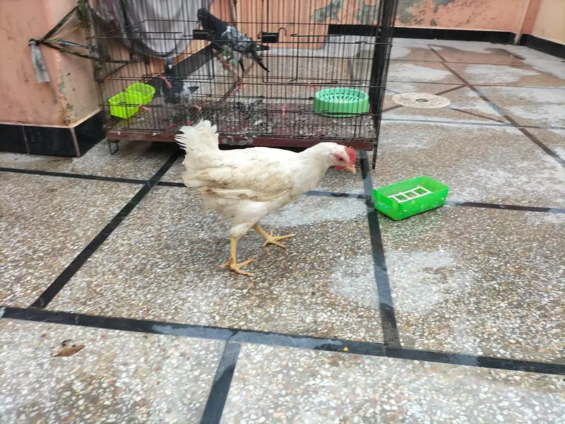 ghr ka pair ha murgi egg ka Liya tyar ha — photo 3