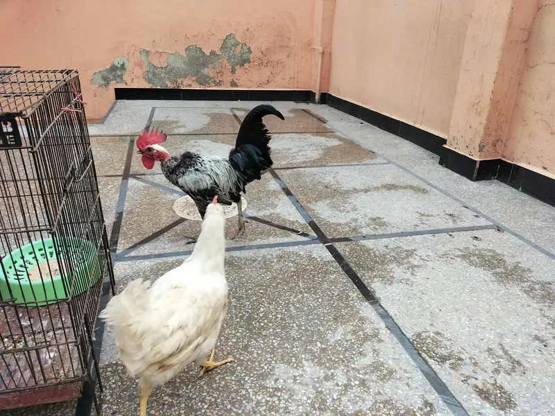ghr ka pair ha murgi egg ka Liya tyar ha — photo 4