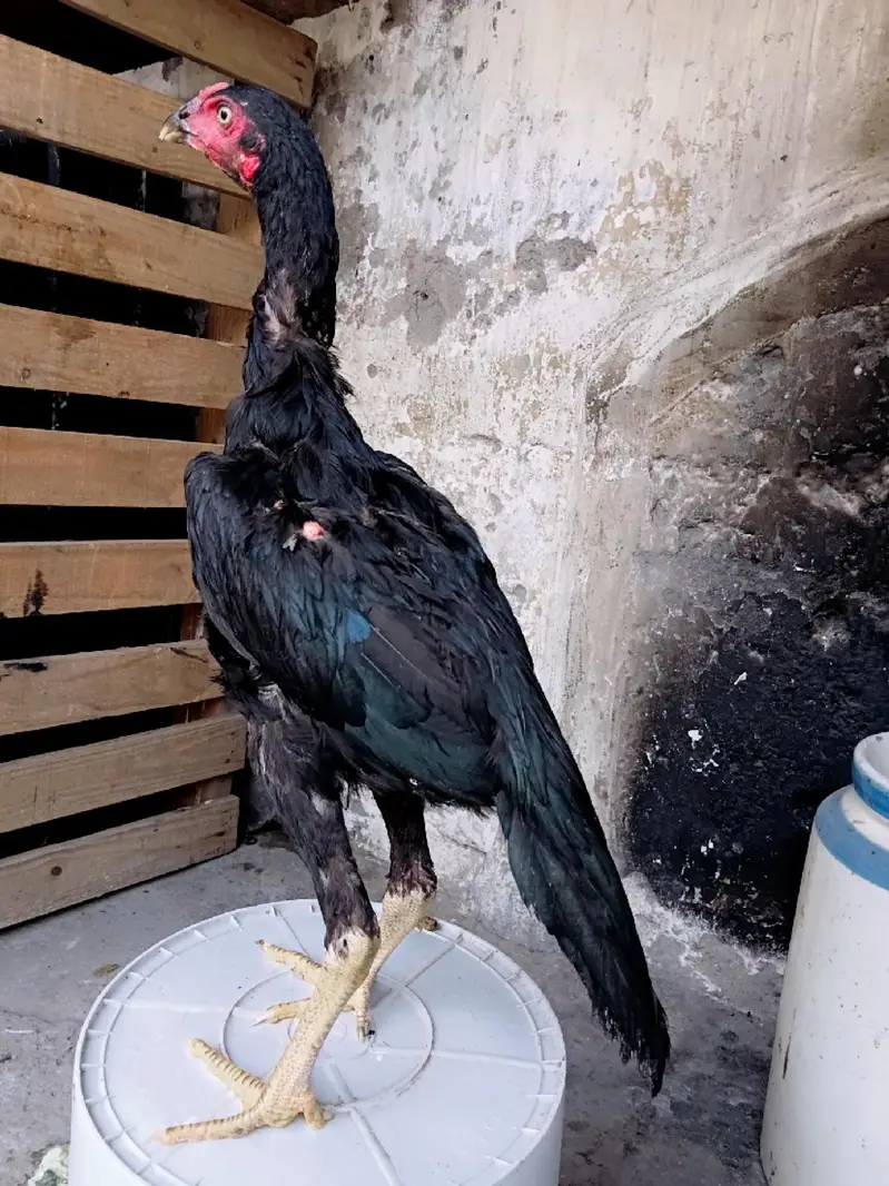 mushka pair — photo 2