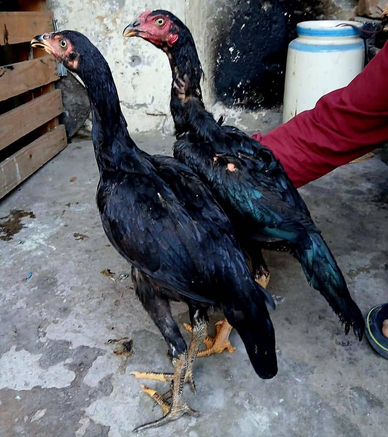 mushka pair 3