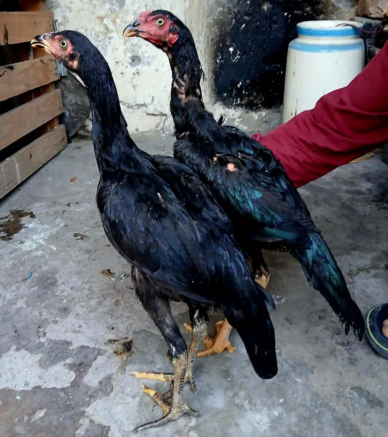 mushka pair — photo 4