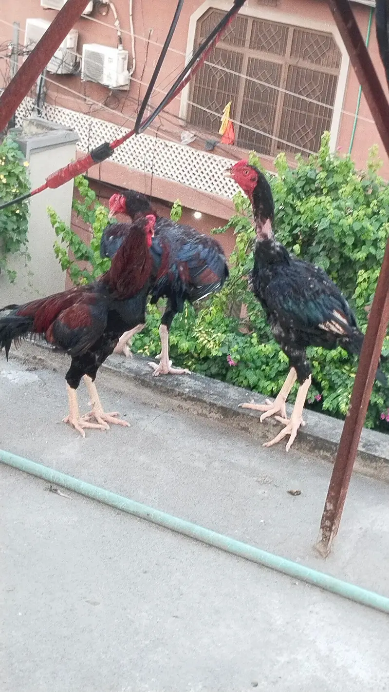 Aseel Sindh + barmi — photo 6
