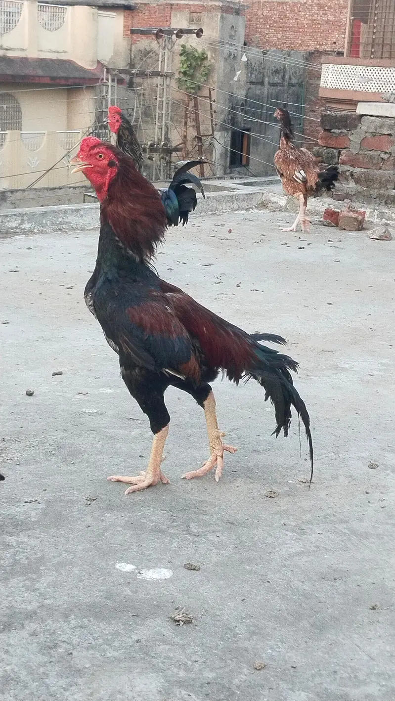 Aseel Sindh + barmi — photo 11