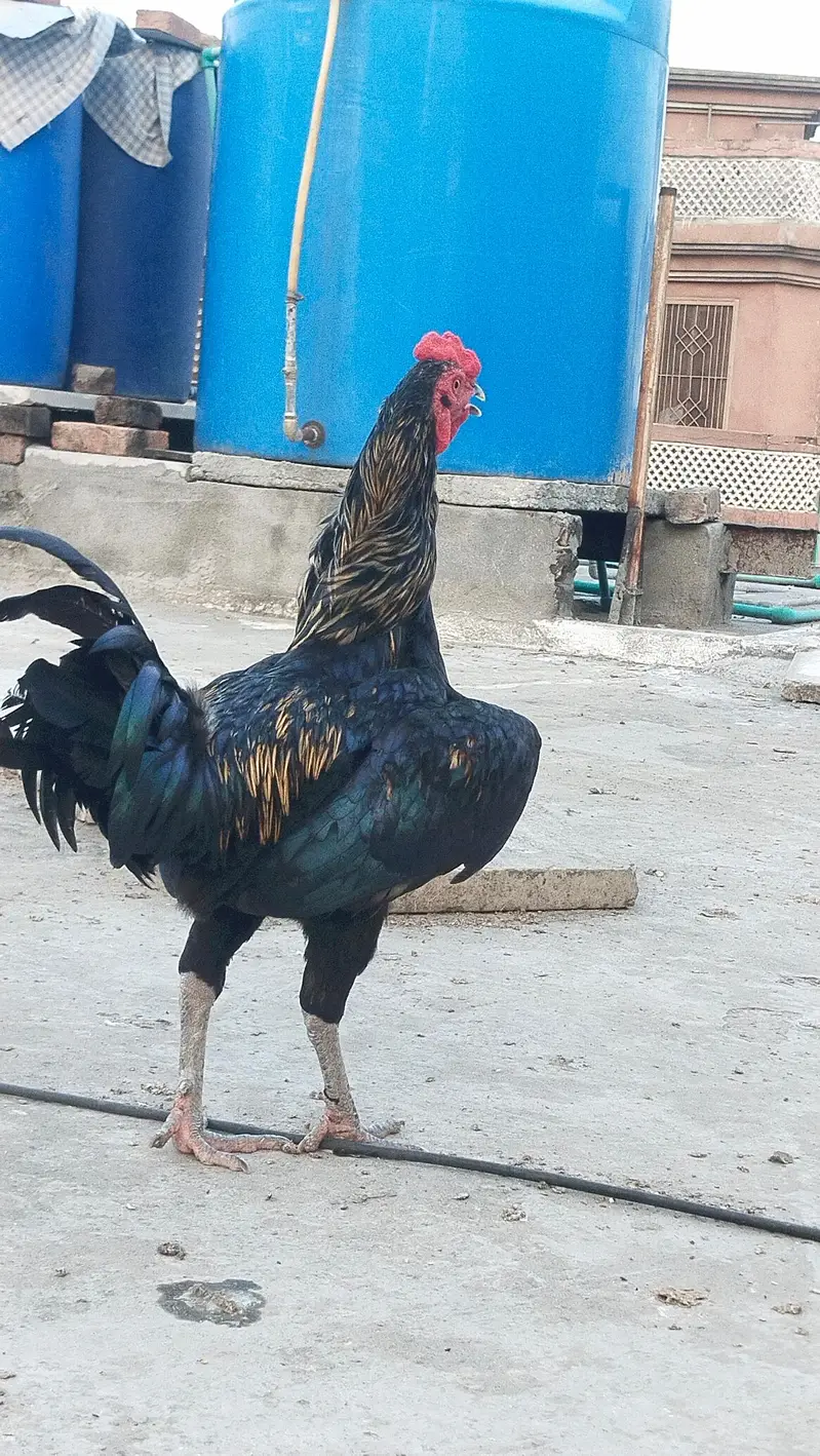 Aseel Sindh + barmi — photo 12