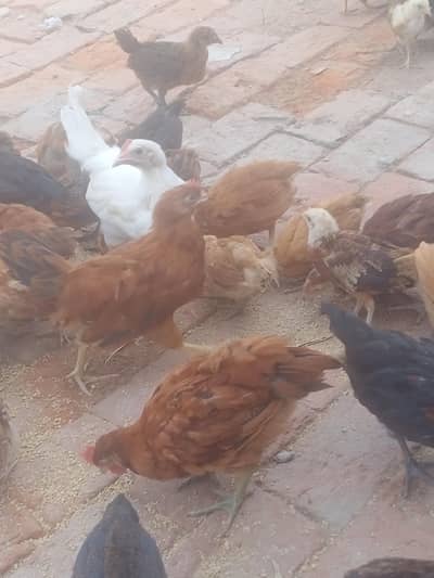 golden misri chiks available