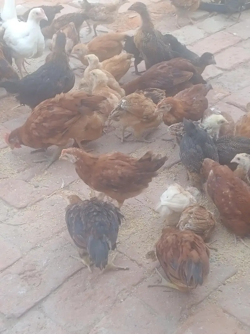 golden misri chiks available — photo 2