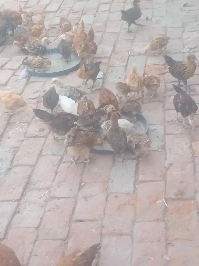 golden misri chiks available — photo 3