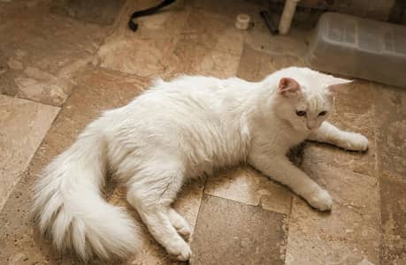 Tom Cat