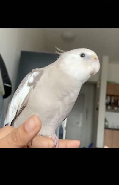 Cocktail hand Tame