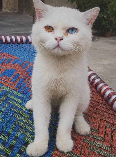 Cat selling