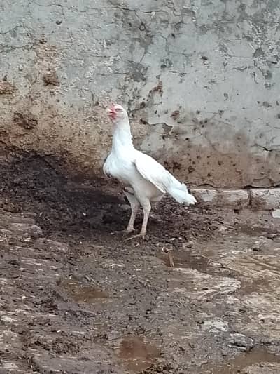 white murgi for sale