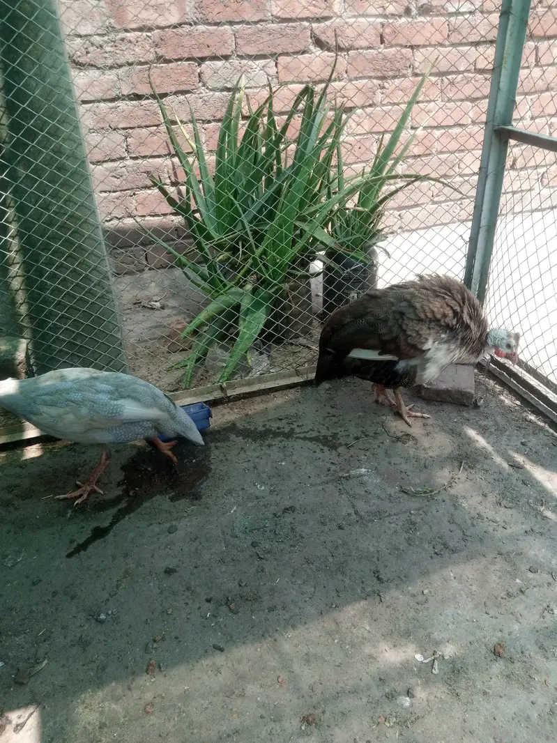 guniea fowl for sale — photo 3