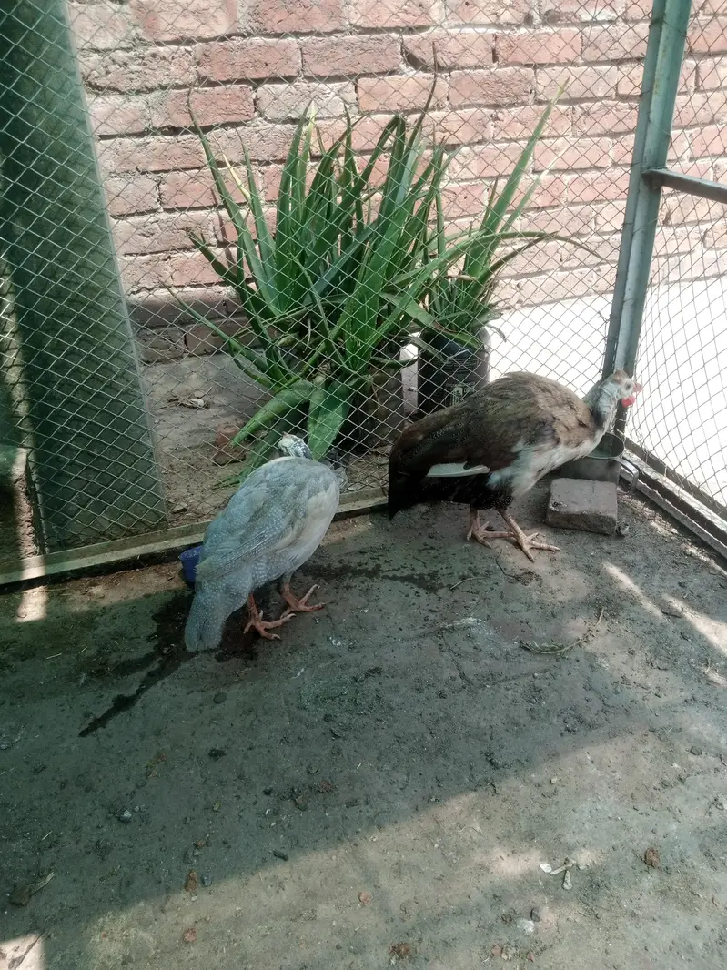 guniea fowl for sale — photo 4