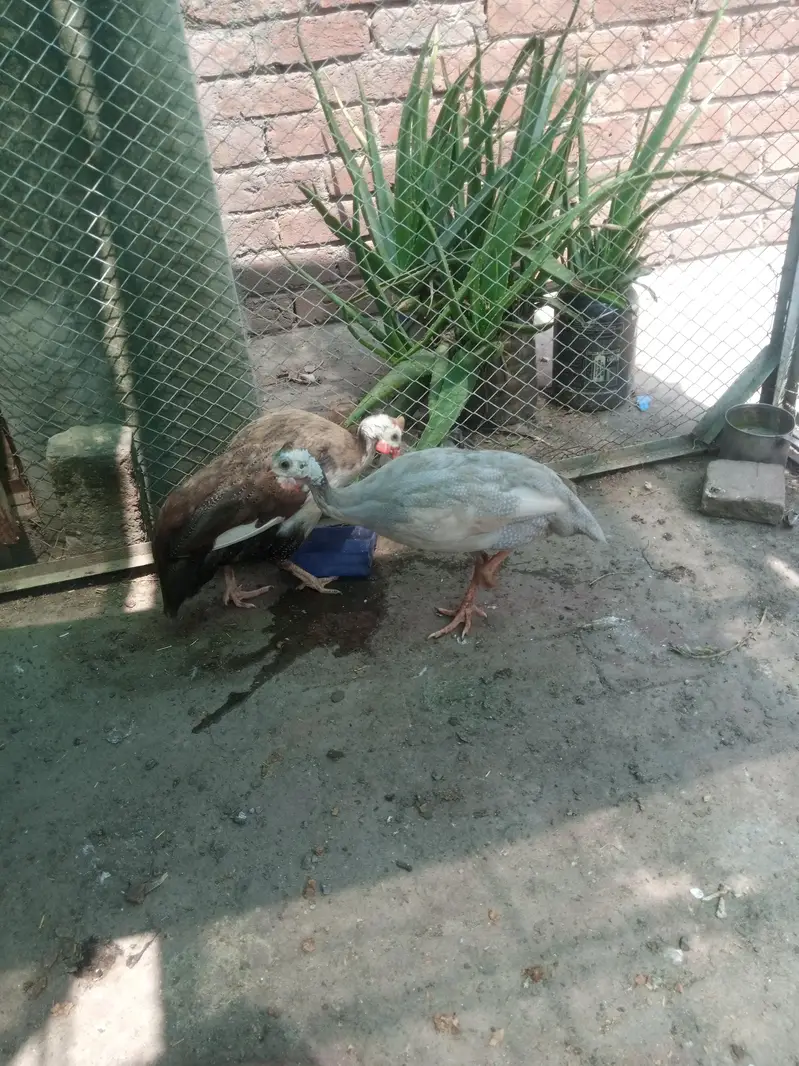 guniea fowl for sale — photo 6