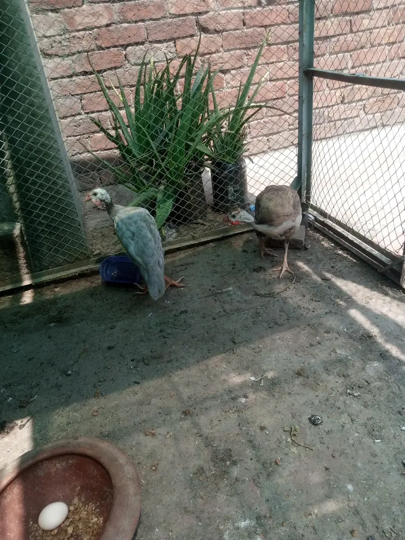 guniea fowl for sale — photo 7