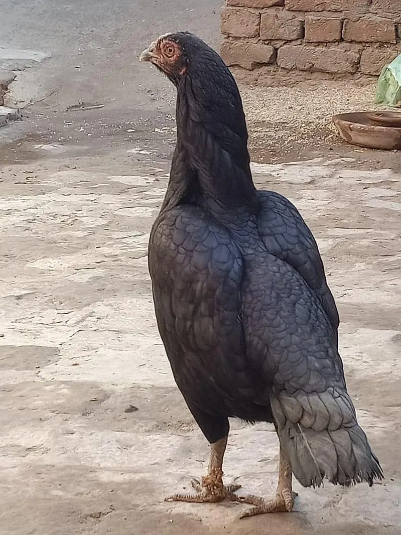 mianwali aseel — photo 2