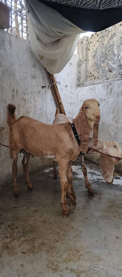Sialkoti Beetal and Makha Cheena Pair For Sale (03102179798)
