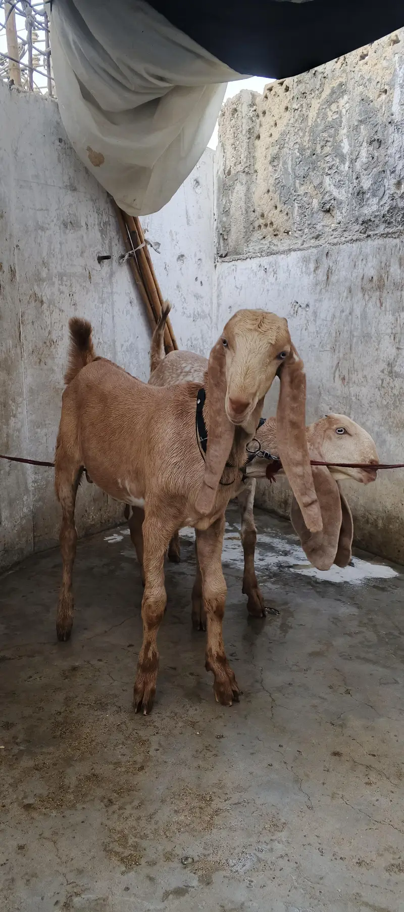 Sialkoti Beetal and Makha Cheena Pair For Sale (03102179798) — photo 2