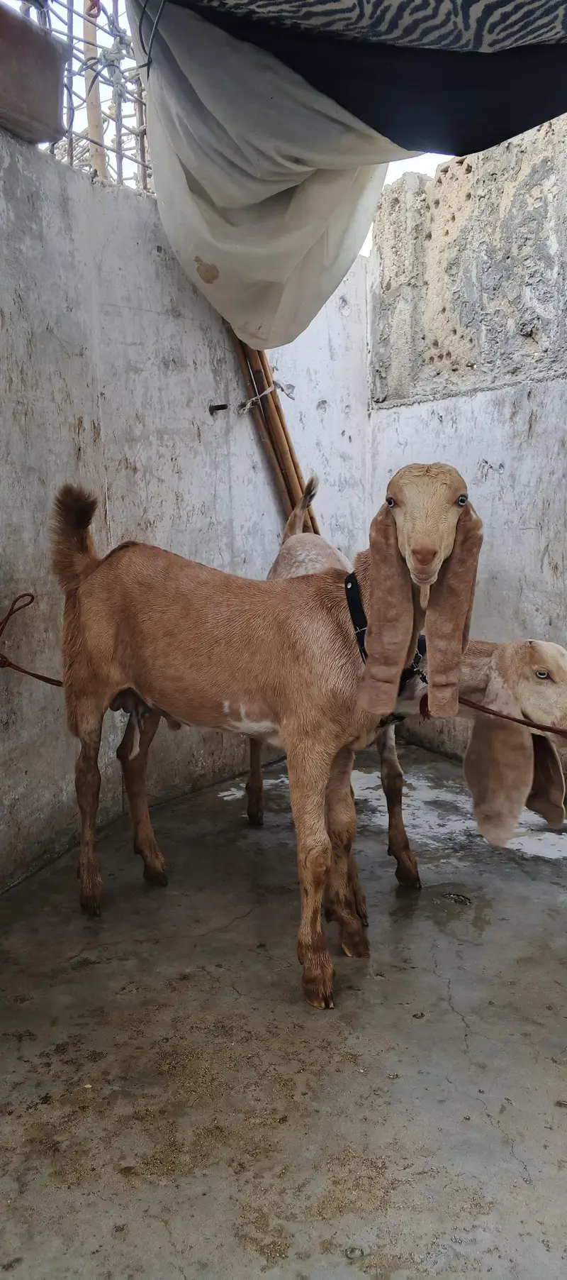 Sialkoti Beetal and Makha Cheena Pair For Sale (03102179798) — photo 3