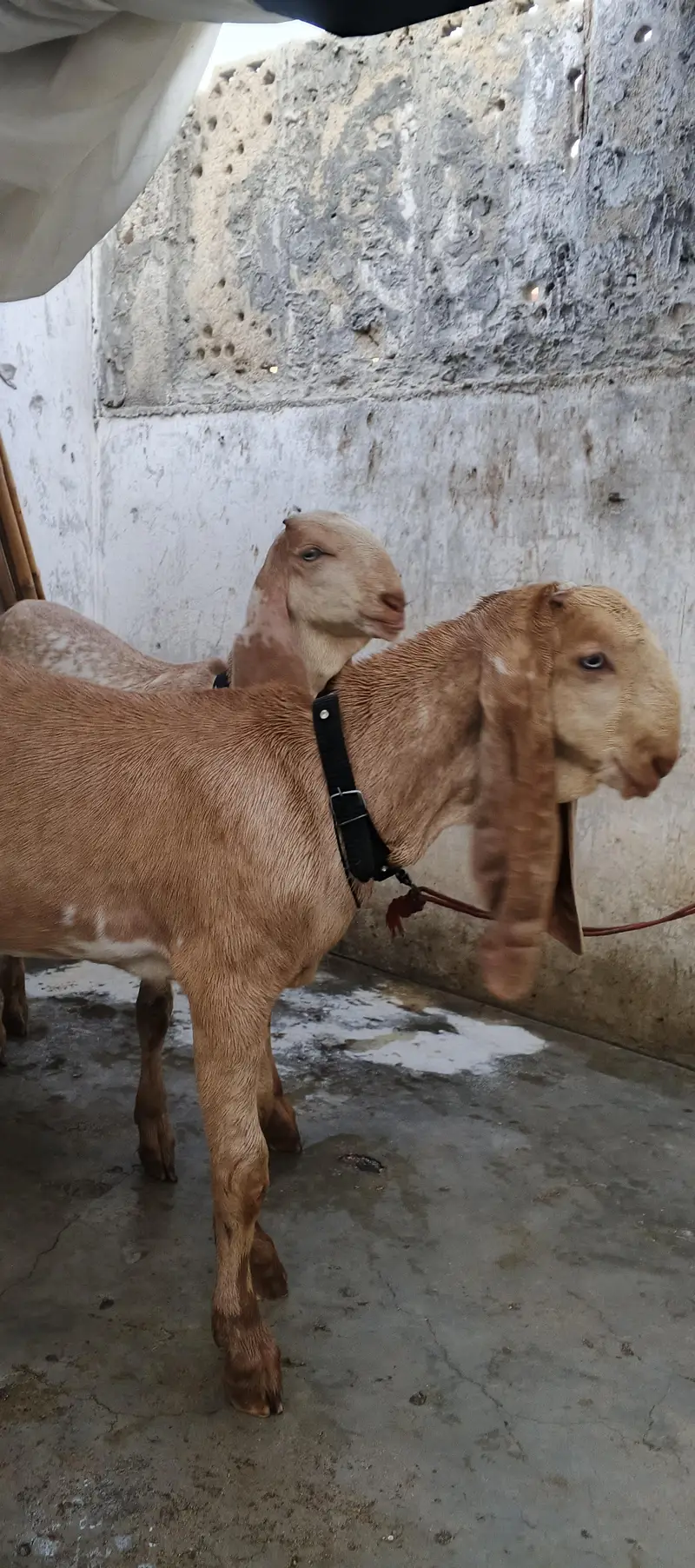 Sialkoti Beetal and Makha Cheena Pair For Sale (03102179798) — photo 4