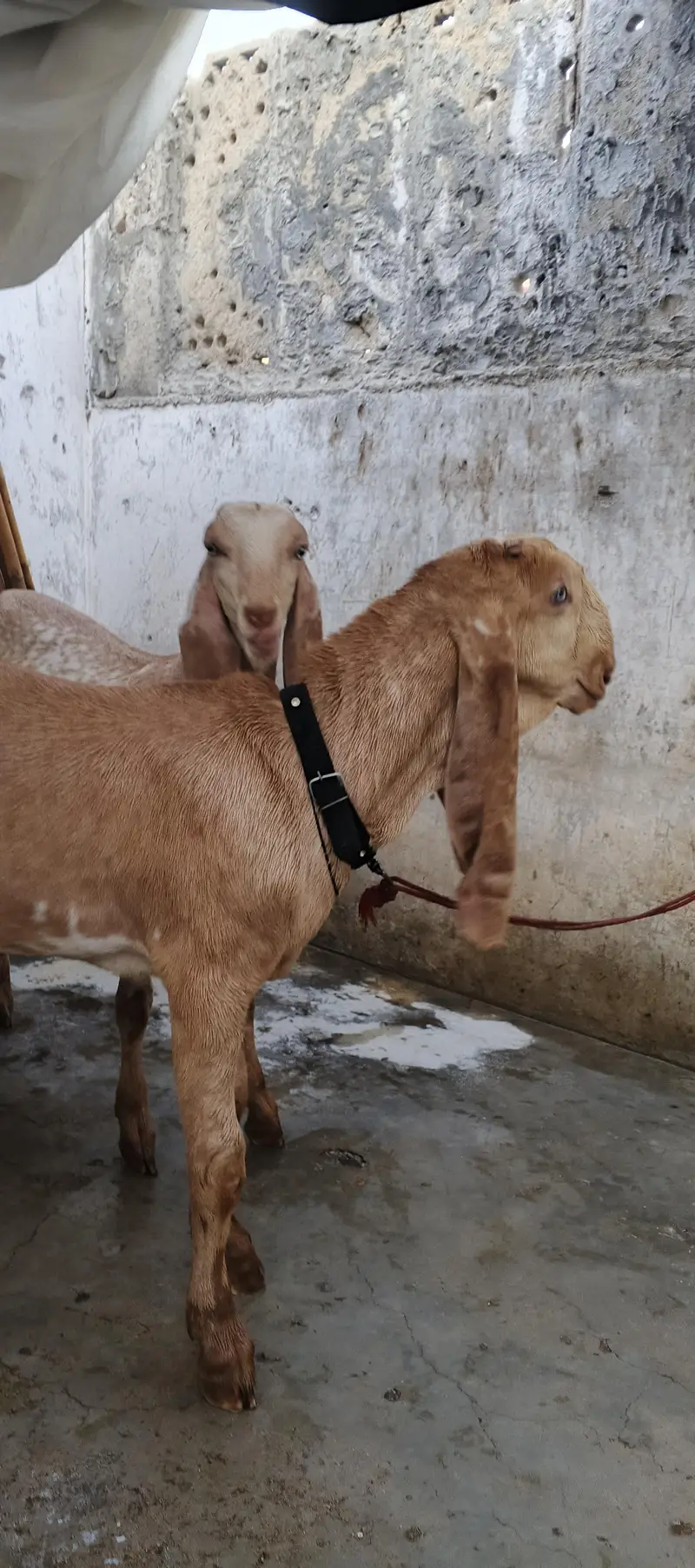 Sialkoti Beetal and Makha Cheena Pair For Sale (03102179798) — photo 5