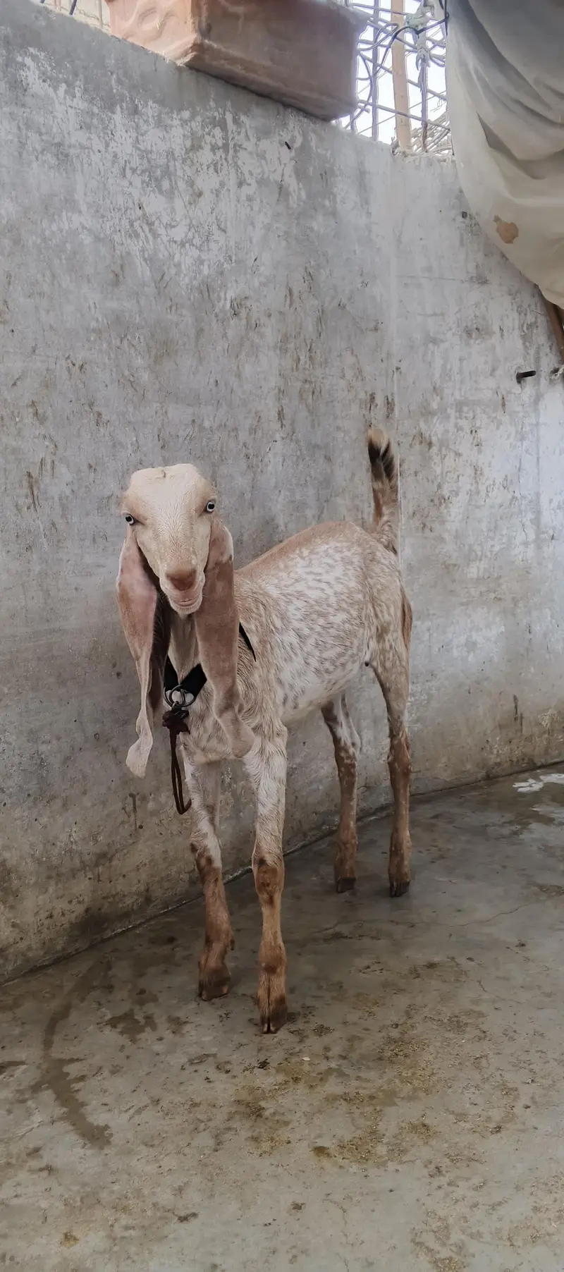 Sialkoti Beetal and Makha Cheena Pair For Sale (03102179798) — photo 7