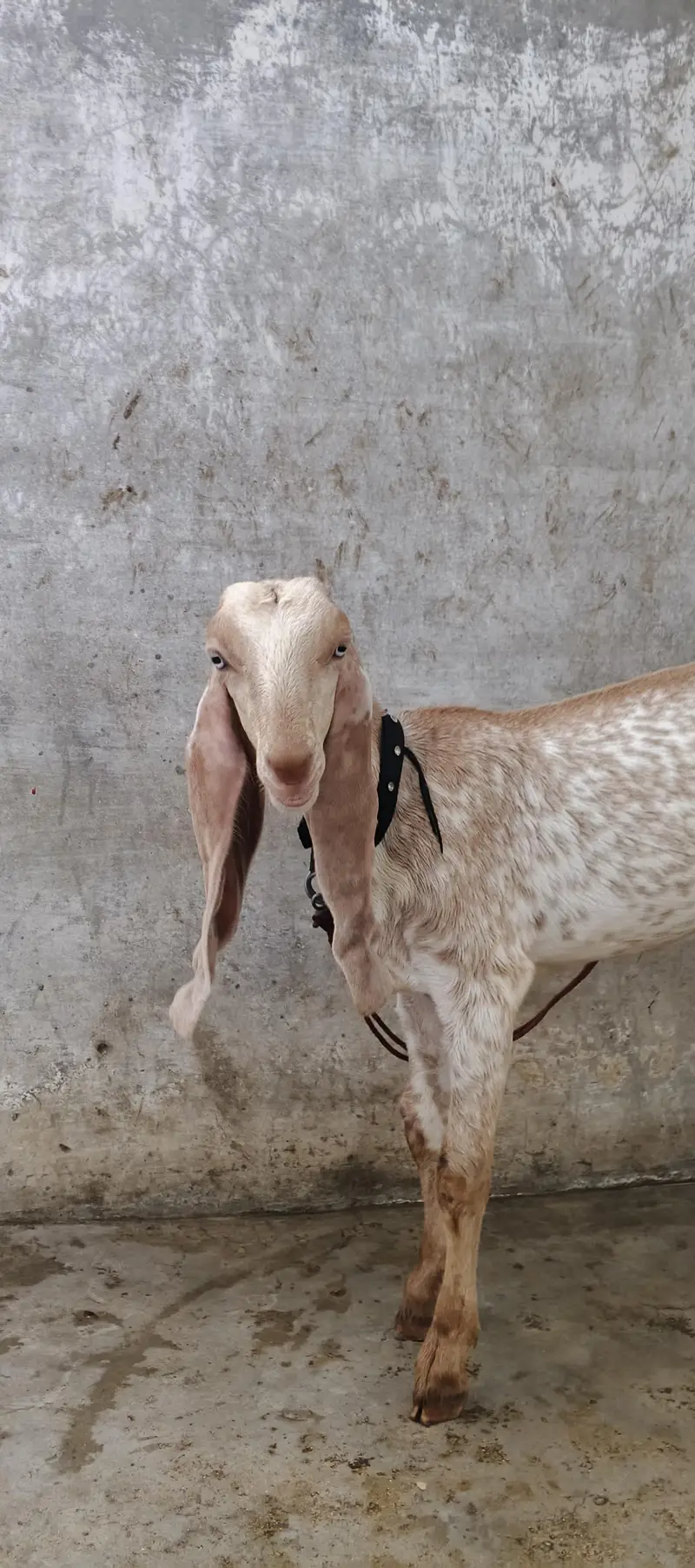 Sialkoti Beetal and Makha Cheena Pair For Sale (03102179798) — photo 8