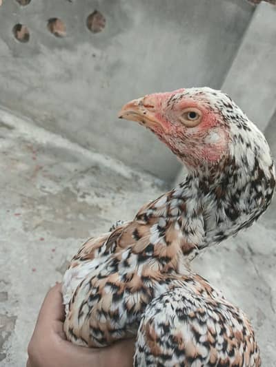 pure aseel maadi