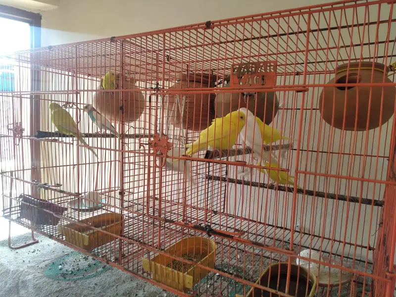 Beautiful Budgies Breeding Pairs for Sale — photo 4