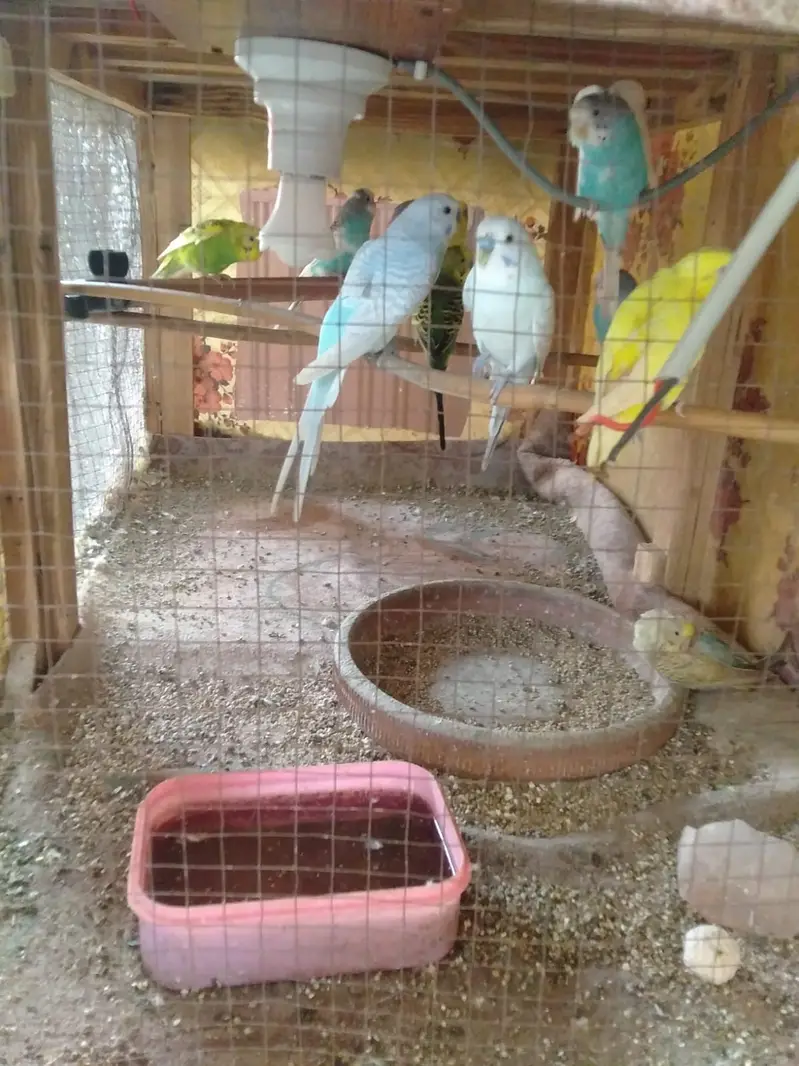 Beautiful Budgies Breeding Pairs for Sale — photo 6