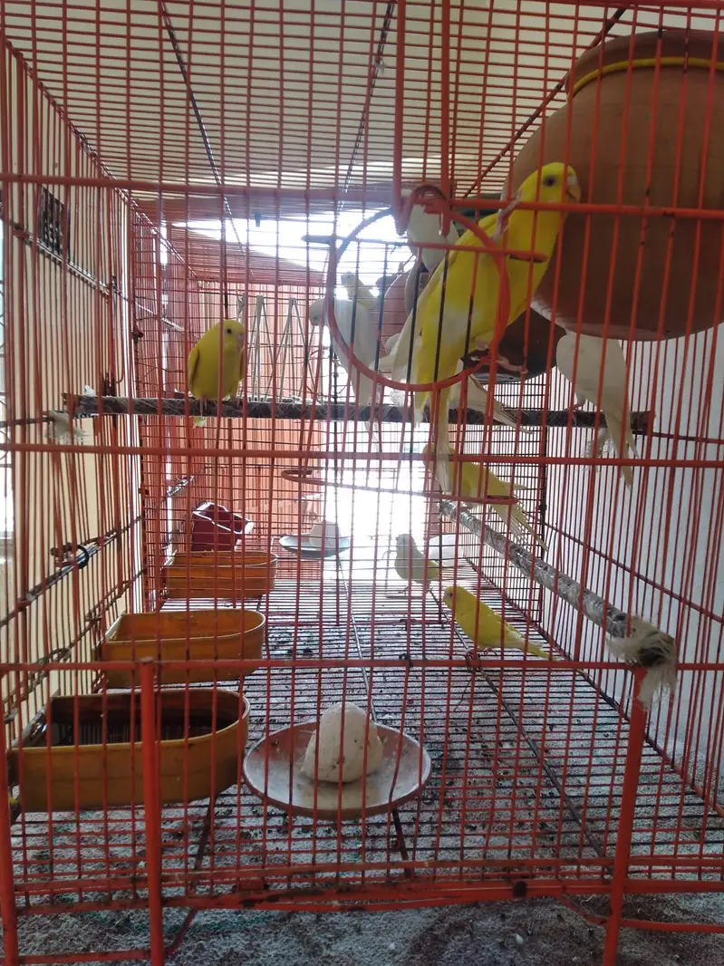 Beautiful Budgies Breeding Pairs for Sale — photo 7