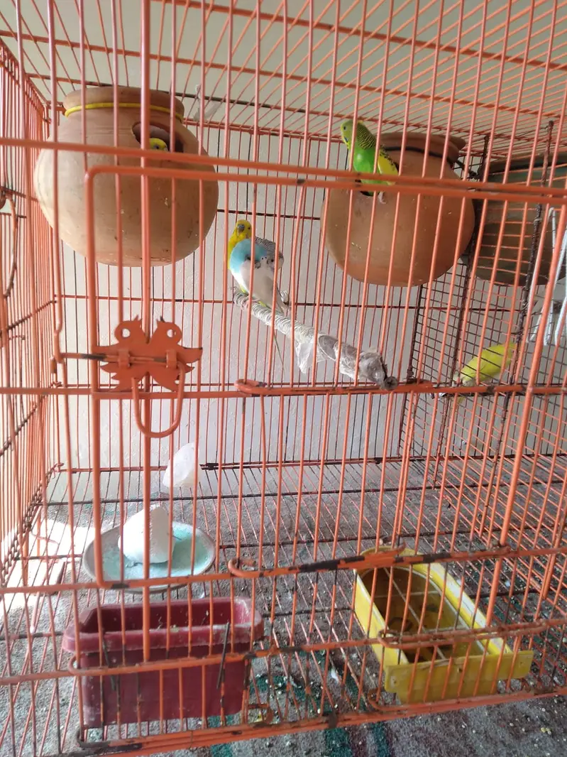 Beautiful Budgies Breeding Pairs for Sale — photo 10