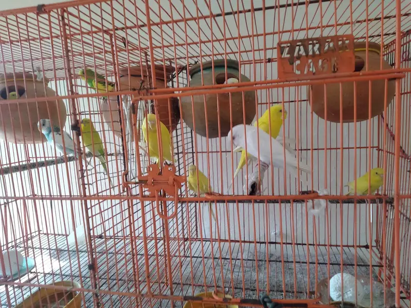 Beautiful Budgies Breeding Pairs for Sale — photo 11