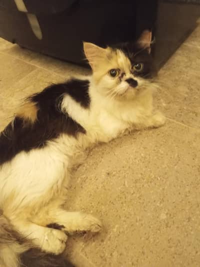 5 cats available healthy and active