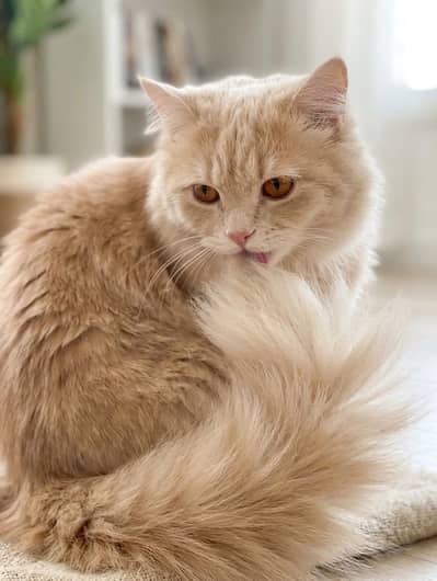 Beautiful & Healthy Cream Persian Kitten - Extra fluffy Tail