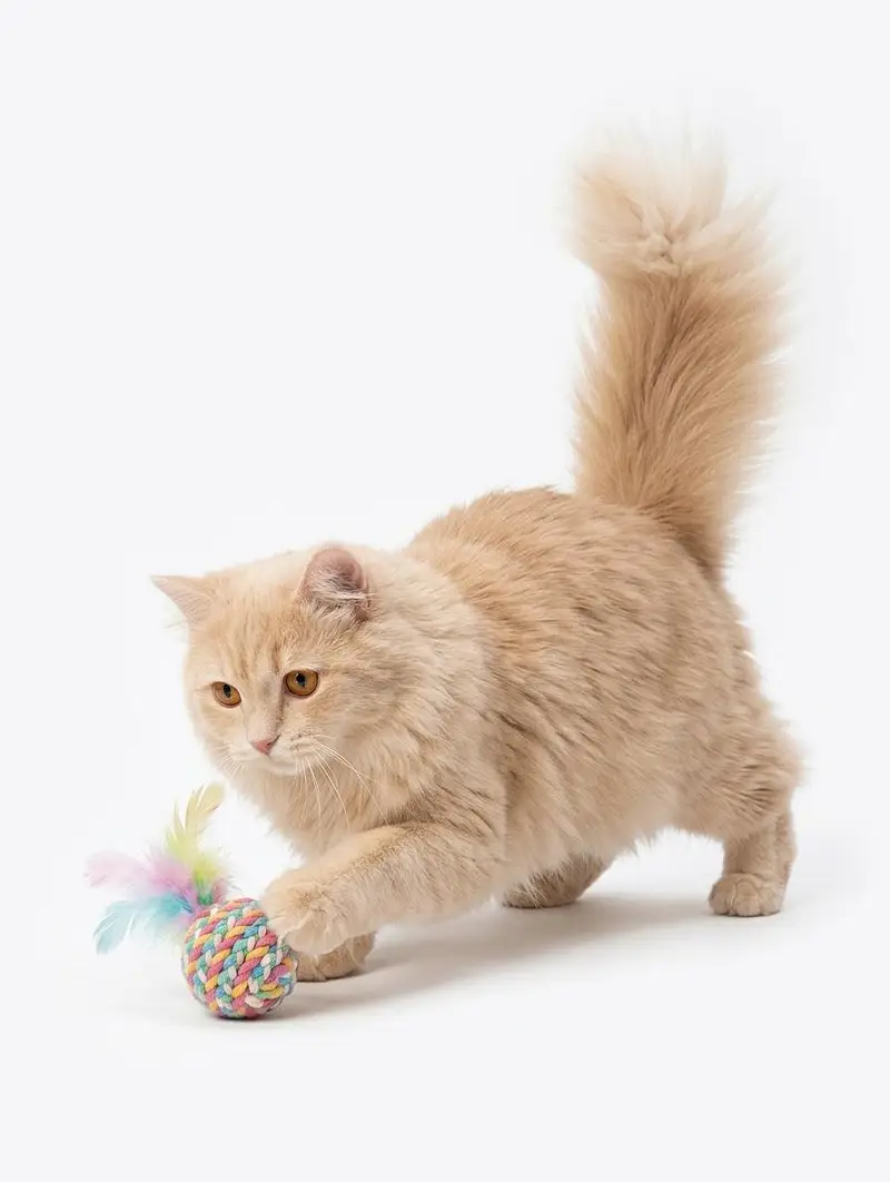 Beautiful & Healthy Cream Persian Kitten - Extra fluffy Tail — photo 6