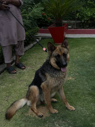 German Shepherd breeder female