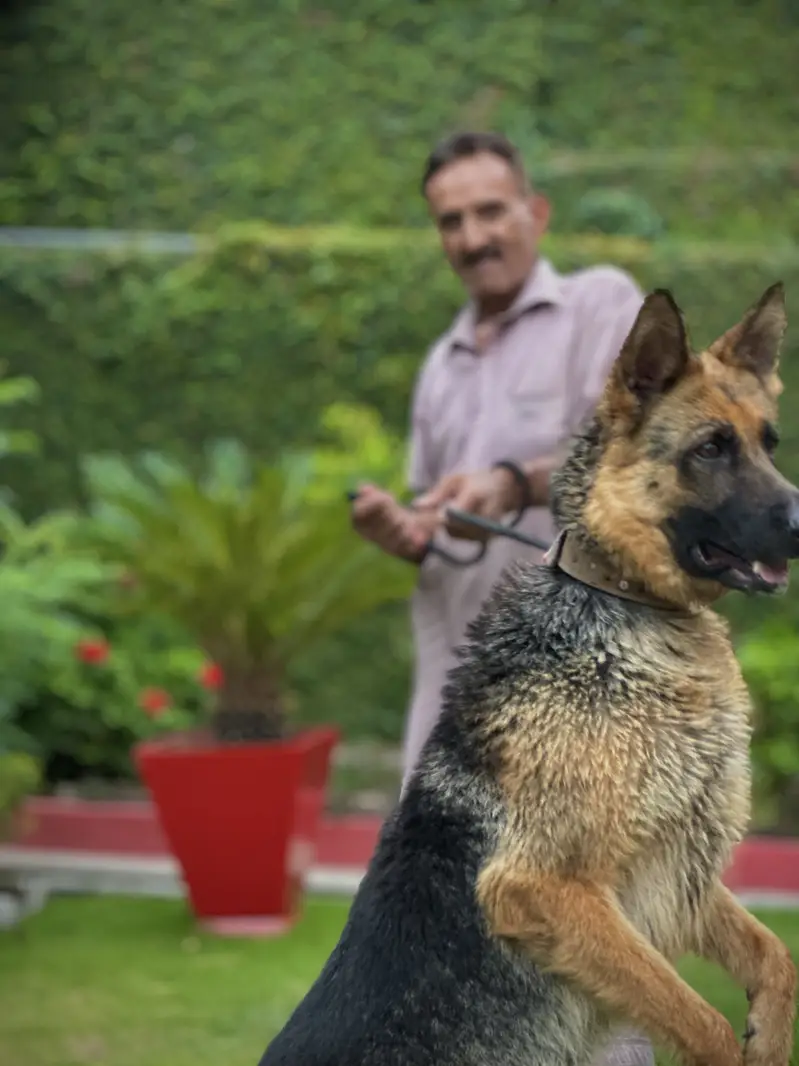 German Shepherd breeder female — photo 2