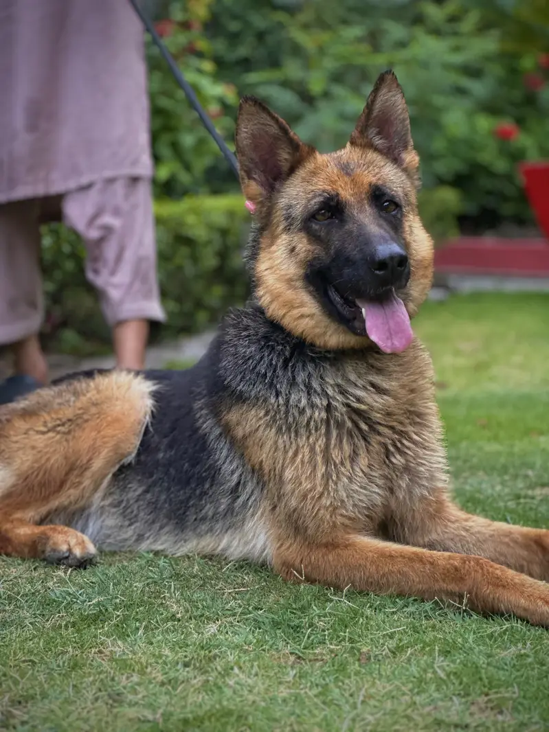German Shepherd breeder female — photo 3