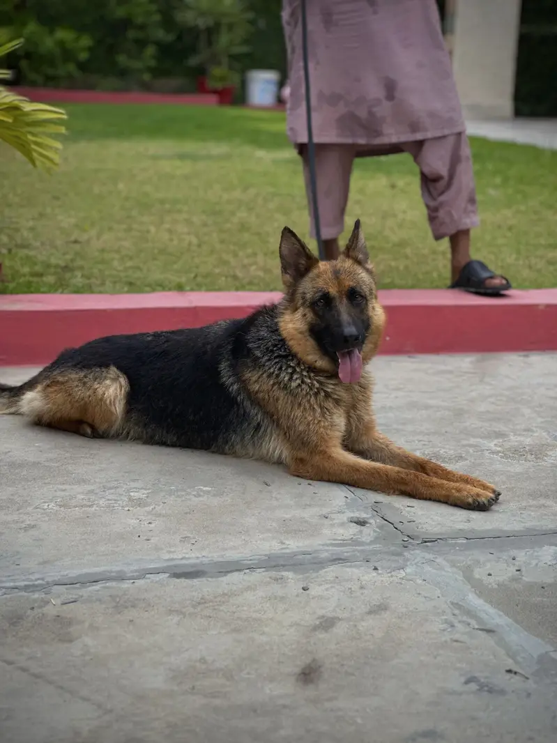 German Shepherd breeder female — photo 4