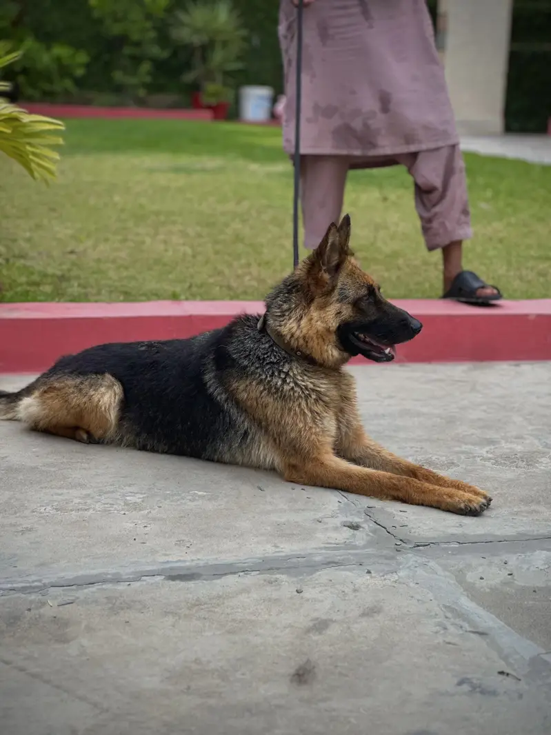 German Shepherd breeder female — photo 5