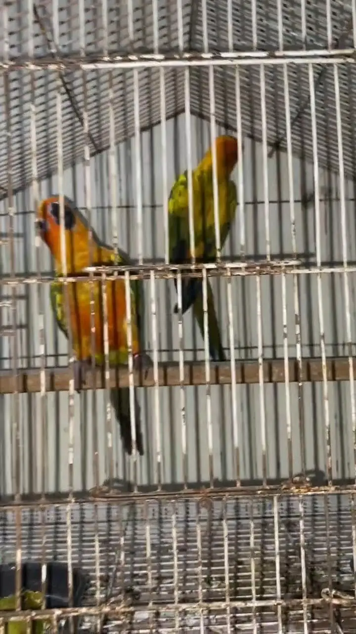 Sun canoure DNA pair — photo 2