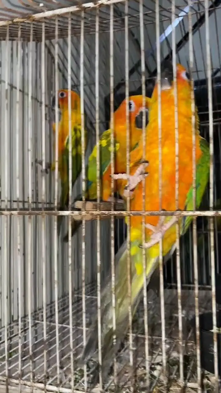 Sun canoure DNA pair — photo 3