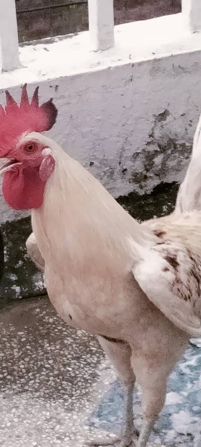 Desi hens jori with eggs