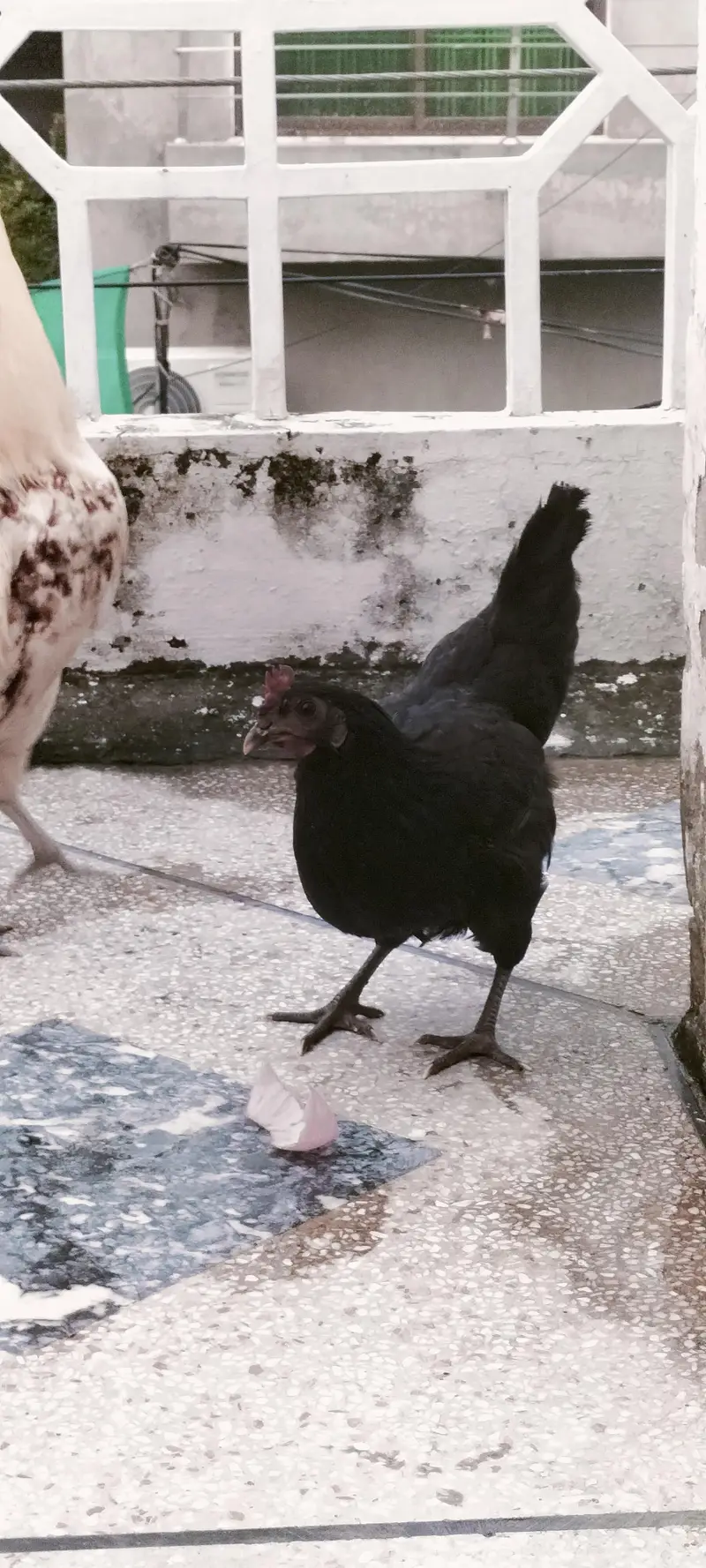Desi hens jori with eggs — photo 3