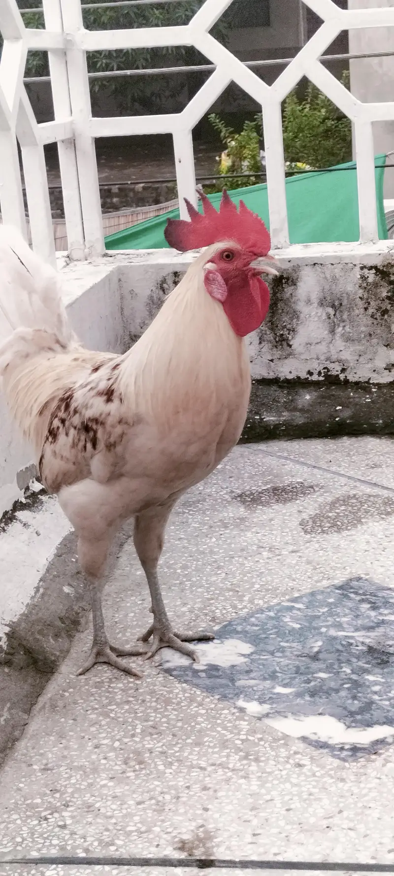 Desi hens jori with eggs — photo 4