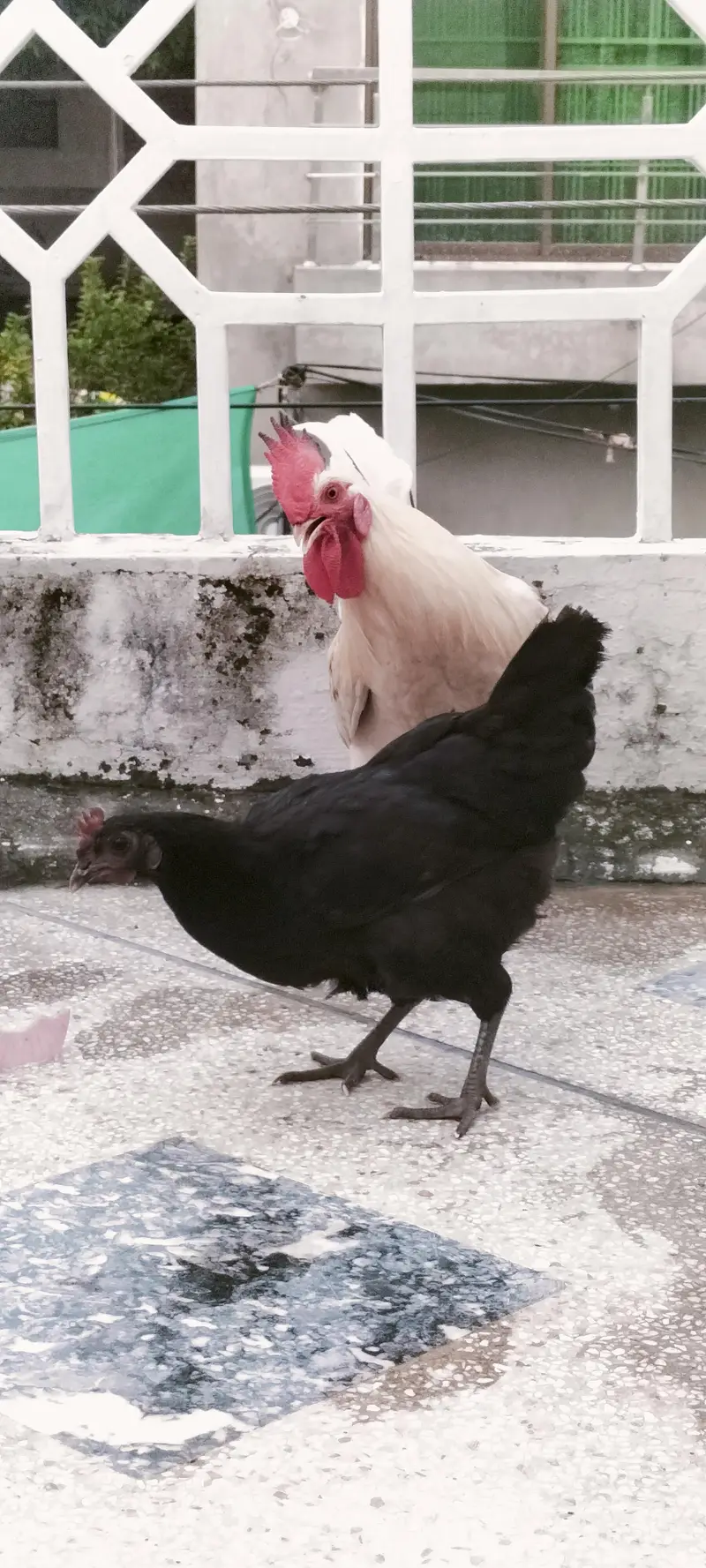 Desi hens jori with eggs — photo 5