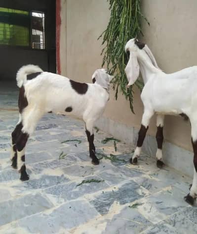 Sindhi bakri ke bacche pair
