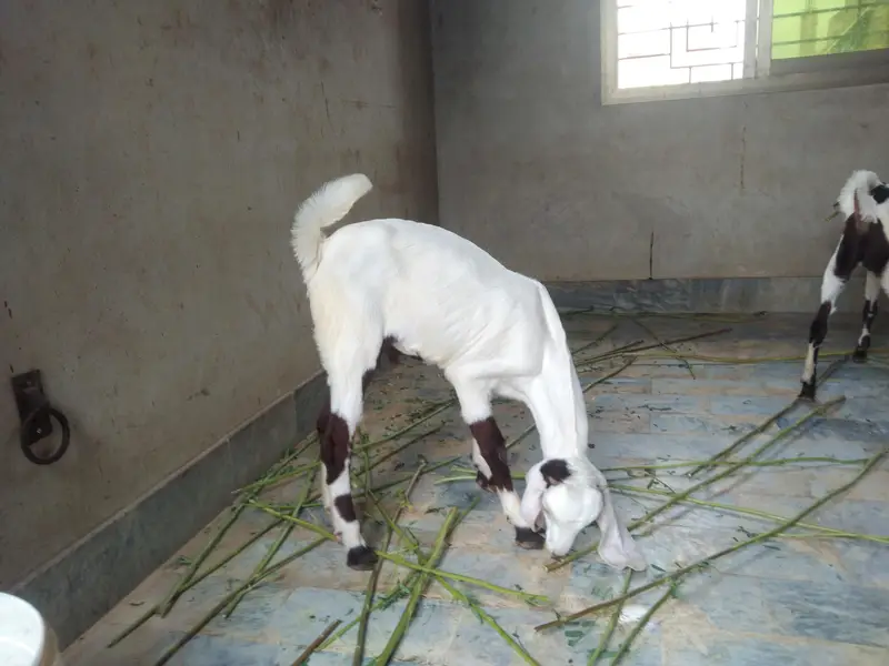 Sindhi bakri ke bacche pair — photo 2
