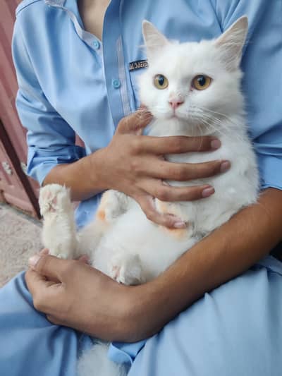 cat for sale
